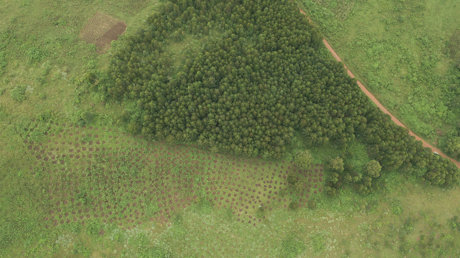UnitasRejser_CSR_Bæredygtighed_Uganda_Klimaskov_Dronebillede